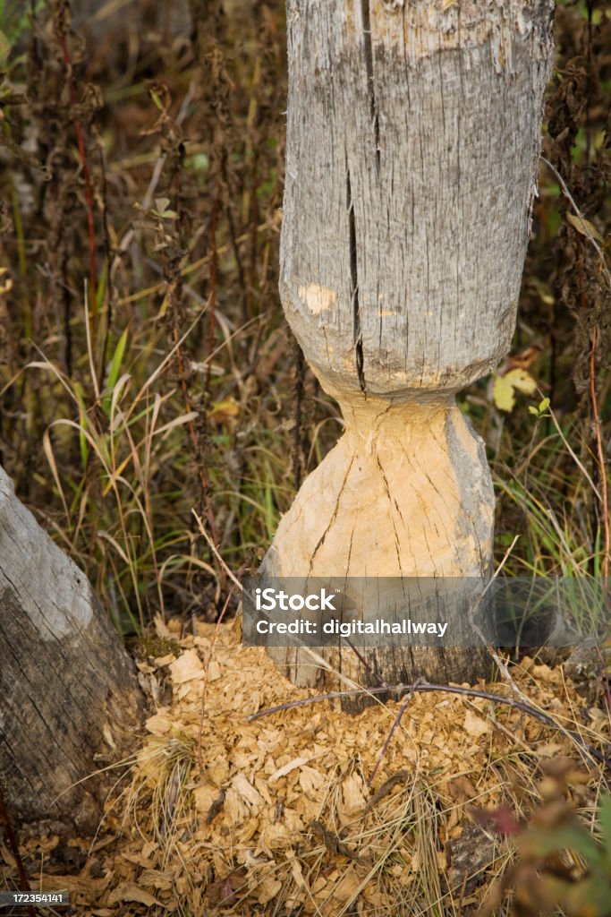 Beaver después - Foto de stock de Aire libre libre de derechos