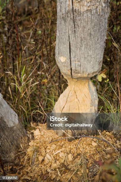 Beaver Después Foto de stock y más banco de imágenes de Aire libre - Aire libre, Animal, Boscaje