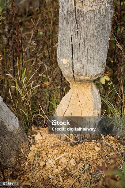 Beaver Następstwie - zdjęcia stockowe i więcej obrazów Drewno - Tworzywo - Drewno - Tworzywo, Drzazga, Drzewo
