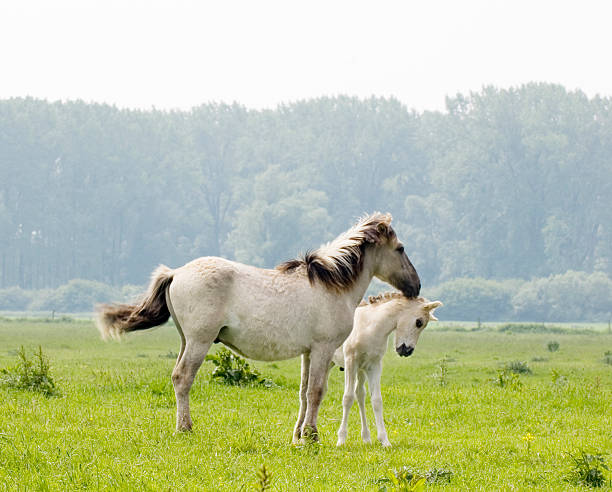 Portrait of a cute white/brown/dun/chestnut Icelandic horse foal in the meadow near its mother