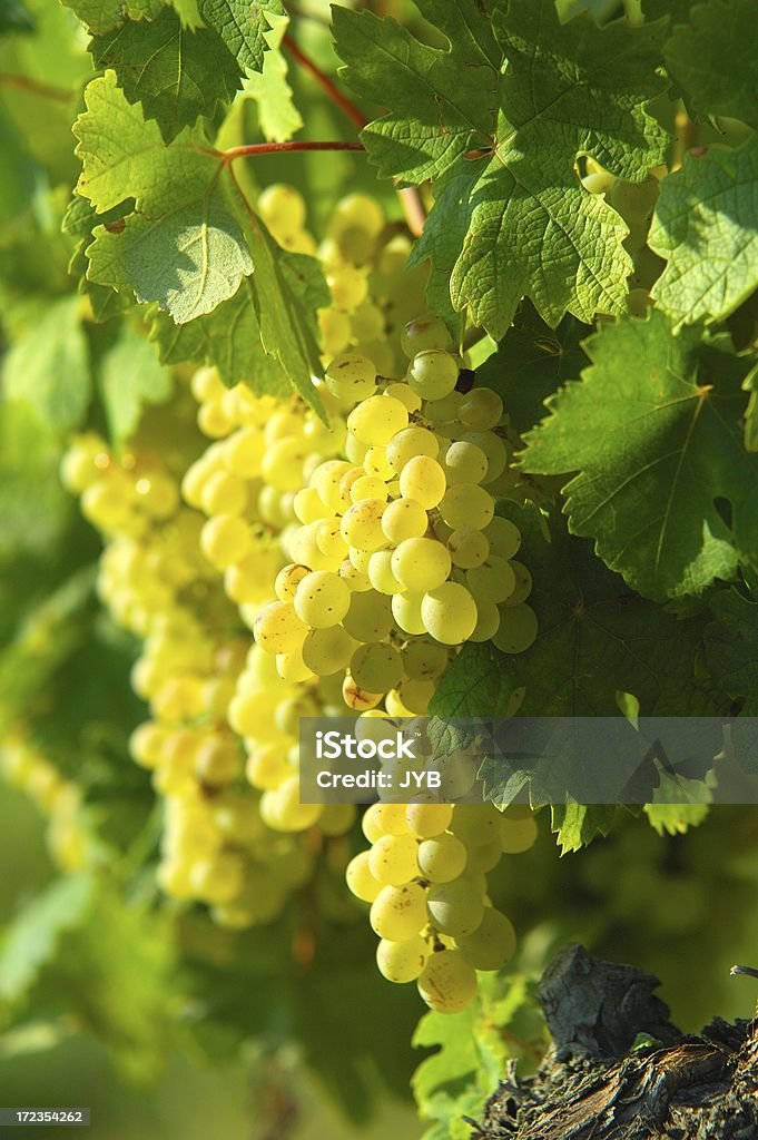 Weiße Rebsorte - Lizenzfrei Bildschärfe Stock-Foto