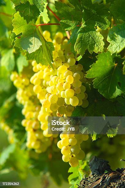 Foto de Uva Branca e mais fotos de stock de Agricultura - Agricultura, Branco, Comida e bebida