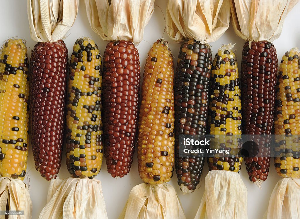 Colorido colheita de milho - Foto de stock de Amarelo royalty-free