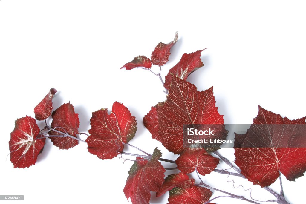 Folhas de outono - Foto de stock de Branco royalty-free