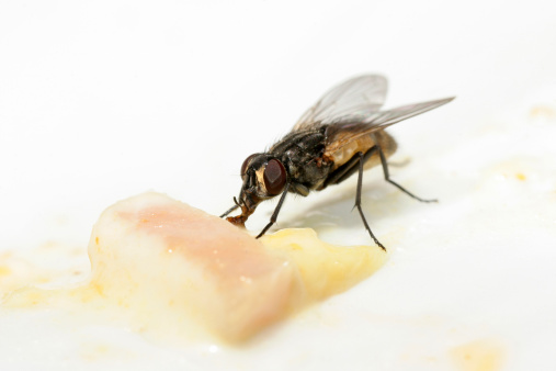 Macro shot of a fly feeding from a plate