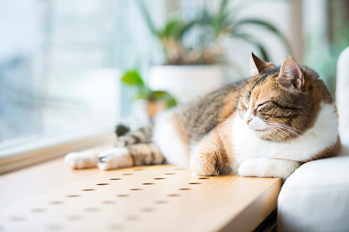 Tabby, three-colored cat sleeping on wooden bench by the window.