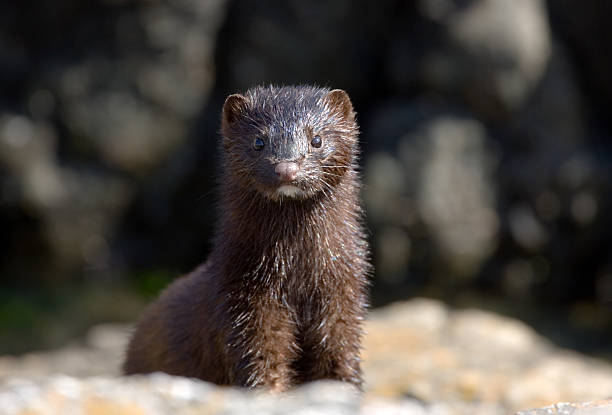 Mink with Wet Fur stock photo