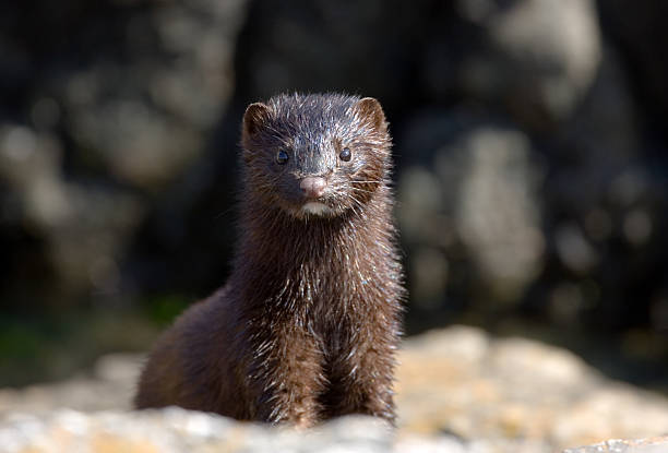 Mink com pele de Molhado - fotografia de stock