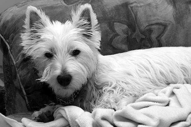 istock Westie Dog Laying Down on a Couch 172354500