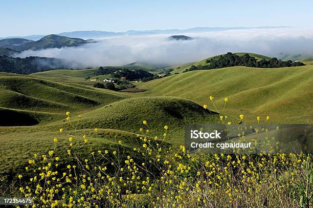 Vista De Cima - Fotografias de stock e mais imagens de Agricultura - Agricultura, Amarelo, Animal