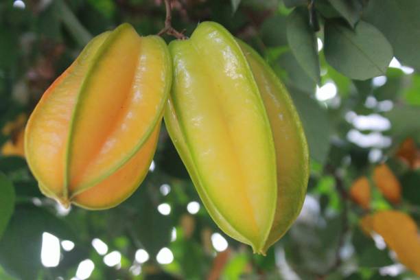 il frutto maturo della stella è ancora appeso al ramo dell'albero. - starfruit foto e immagini stock