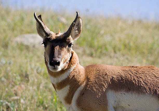 istock Close-up Portrait of an Antelope 172354795