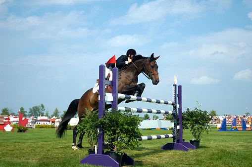 Horse clearing off a hurdle at show jumping competition.