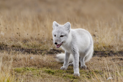 (Alopex lagopus) Arctic fox. Wildlife. Arctic,  Kolguev Island, Russia.