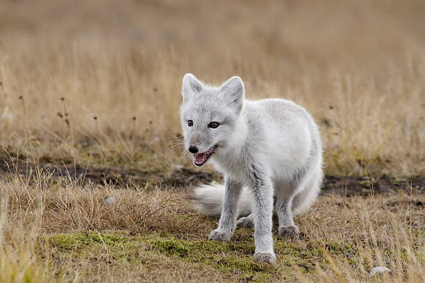 Polar fox in autumn. stock photo