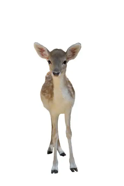 Photo of A fawn on a white background