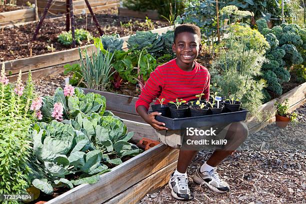 Boy In Garden Con Seedlings Foto de stock y más banco de imágenes de Niño - Niño, Jardinería, Africano-americano