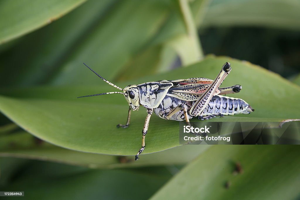 Grasshopper macro - Foto de stock de Animal royalty-free