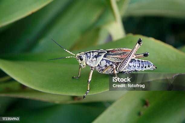 Foto de Grasshopper Macro e mais fotos de stock de Animal - Animal, Antena - Parte do corpo animal, Artrópode