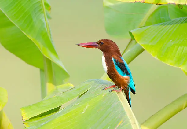 Photo of White-throated Kingfisher - Thailand