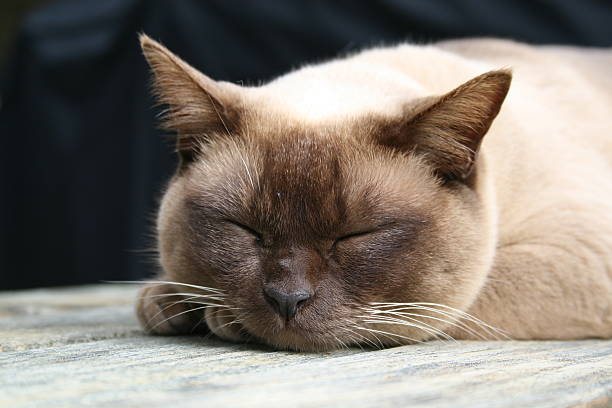Burmese Cat asleep on a deck stock photo