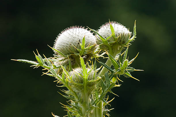 Purple flower, thistle in a garden
