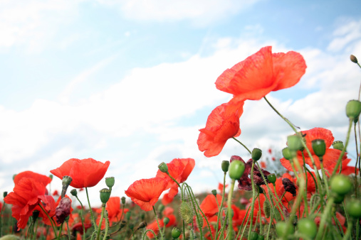 Vibrant poppies with a blue sky overhead