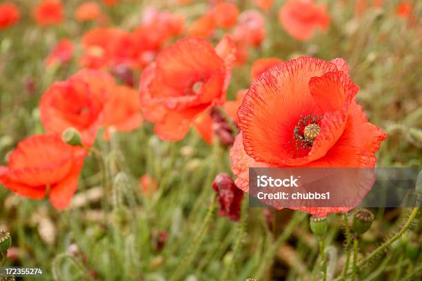 Photo libre de droit de Coquelicots Sauvages banque d'images et plus d'images libres de droit de 11 Novembre - 11 Novembre, Agriculture, Arbre