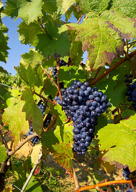 istock bunch of grapes 172355279