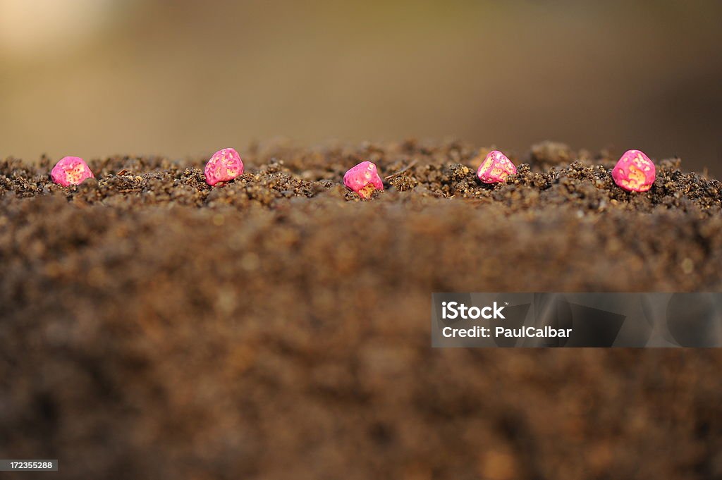 Seeds sown on earth Seeds sown on earth.Please feel invited to view my photos from lightboxex! Agriculture Stock Photo