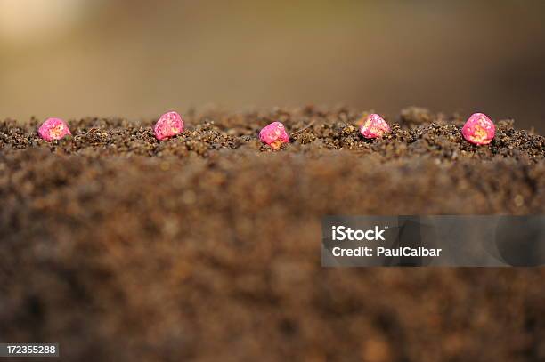 Seeds Sown On Earth Stock Photo - Download Image Now - Agriculture, Close-up, Concepts