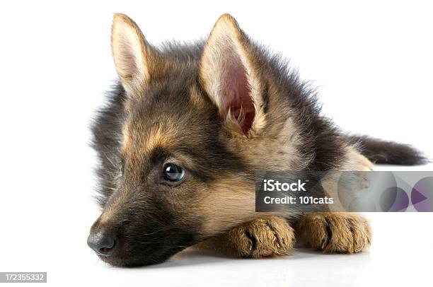 Jovem Cão - Fotografias de stock e mais imagens de Amor - Amor, Animal, Animal Doméstico