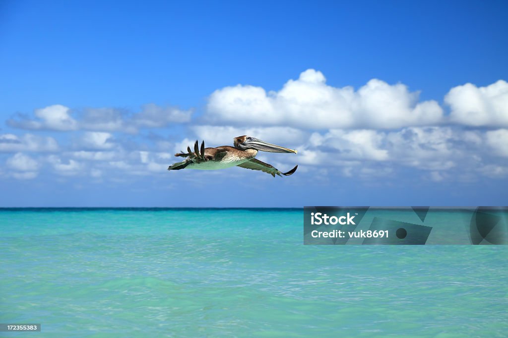 Brown Pelican in flight Brown Pelican in flight, Varadero, Cuba Activity Stock Photo