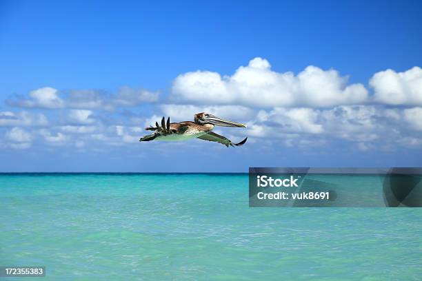 Brown Pelican In Flight Stock Photo - Download Image Now - Activity, Animal, Animal Body Part