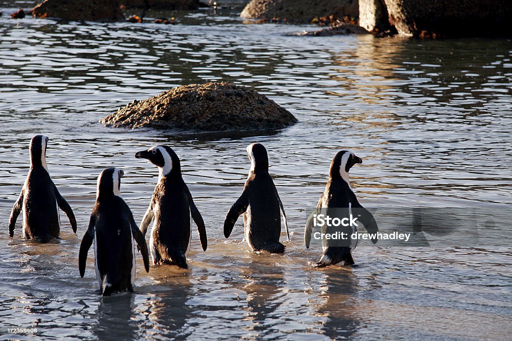 Penguins in Boulder's Beach, Cape Town - Lizenzfrei Afrika Stock-Foto