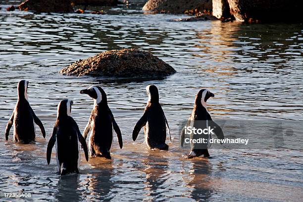 Photo libre de droit de Pingouins À Boulder Beach Cape Town banque d'images et plus d'images libres de droit de Afrique - Afrique, Blanc, Couleur noire