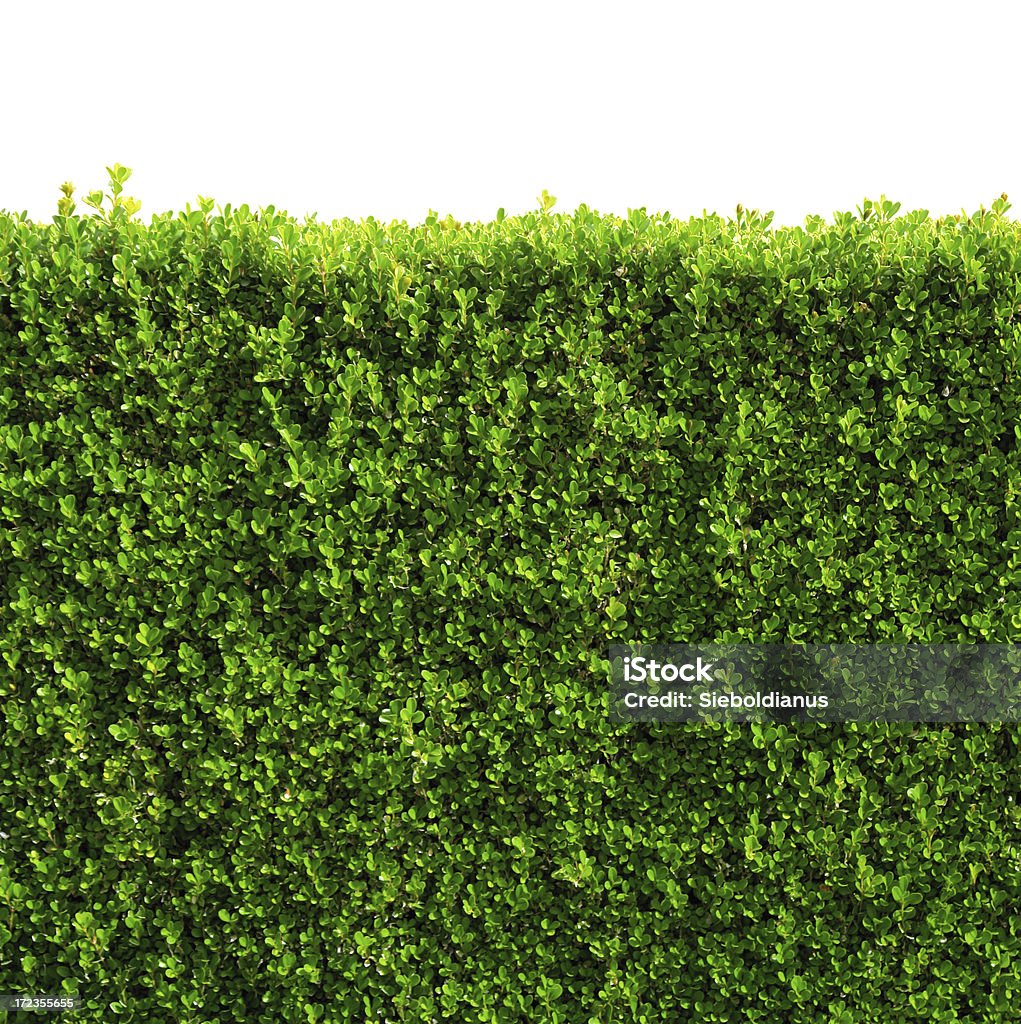 Box hedge with green leafs isolated / clipping-path Box hedge with green leafs isolated on white background. Wall - Building Feature Stock Photo