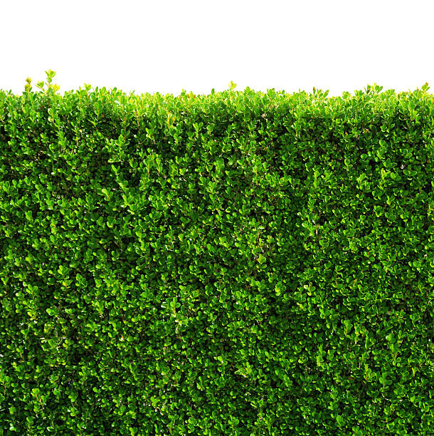 Box hedge with green leafs isolated / clipping-path stock photo