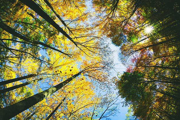 floresta brilhante - great smoky mountains great smoky mountains national park tree group of objects - fotografias e filmes do acervo