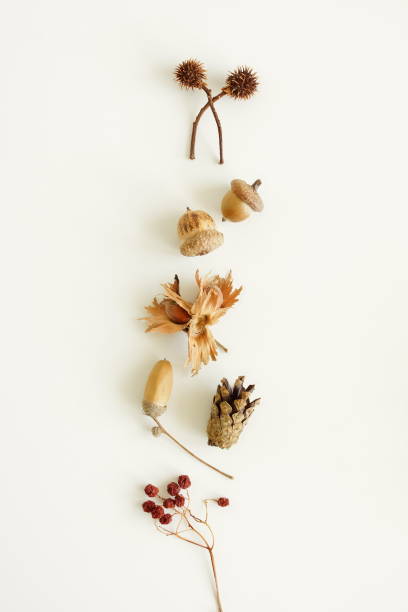 istock Autumn background top view,  flatlay . Pattern autumn leaves, acorn, pine cone on white backdrop. Floral card. Botanical poster 1723558630
