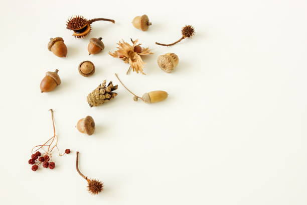 istock Autumn background top view with copy space. Pattern frame autumn leaves, acorn, pine cone on white backdrop template. 1723558824