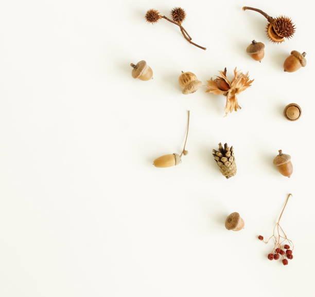 istock Autumn background top view with copy space. Pattern frame autumn leaves, acorn, pine cone on white backdrop template. 1723558870