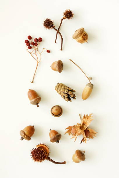 istock Autumn background top view,  flatlay . Pattern autumn leaves, acorn, pine cone on white backdrop. Floral card. Botanical poster 1723558986