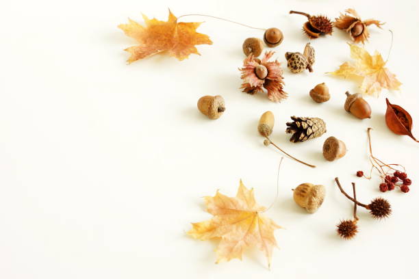 istock Autumn background top view with copy space. Pattern frame autumn leaves, acorn, pine cone on white backdrop template. 1723559373