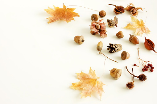Autumn background top view with copy space. Pattern frame autumn leaves, acorn, pine cone on white backdrop template.