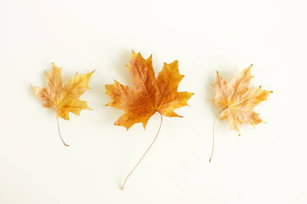 istock Autumn leaves pattern top view on white background.Floral card. Botanical poster. 1723559379