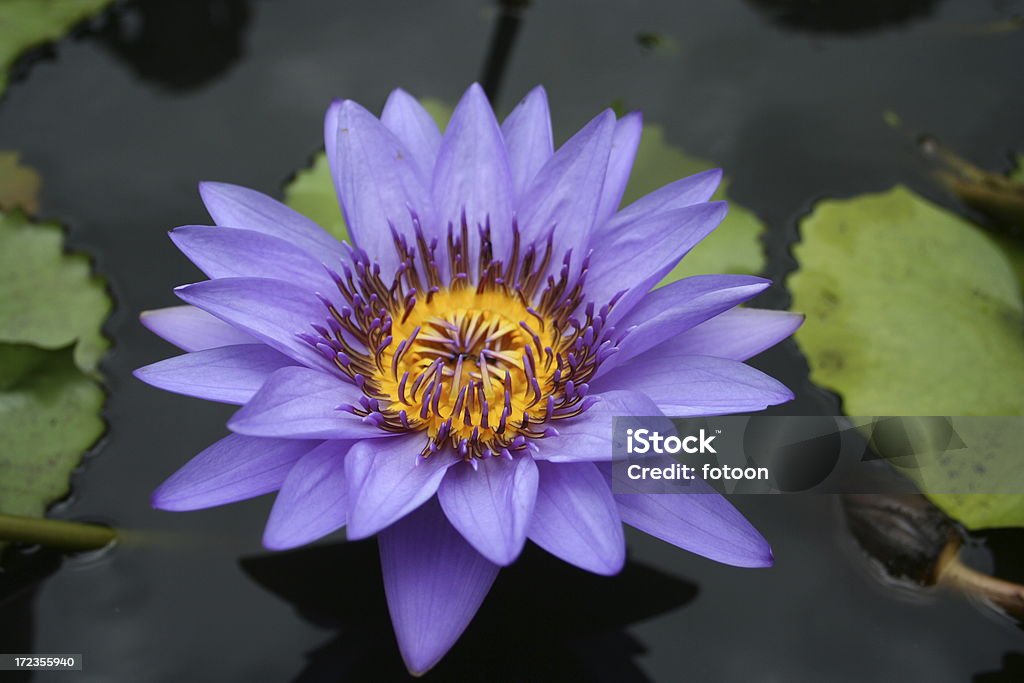 Fleur de lotus - Photo de Beauté libre de droits