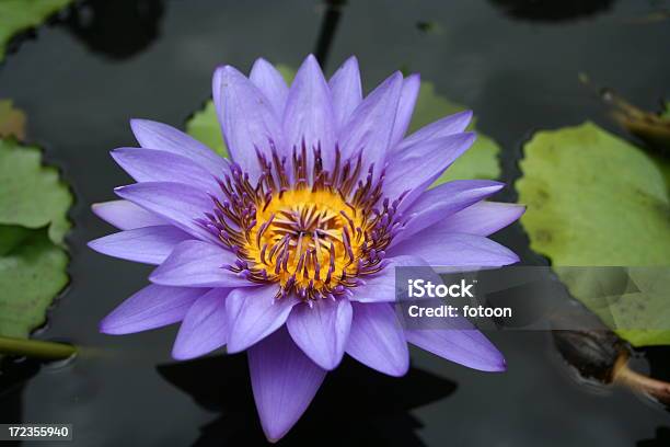 Photo libre de droit de Fleur De Lotus banque d'images et plus d'images libres de droit de Beauté - Beauté, Beauté de la nature, Bleu
