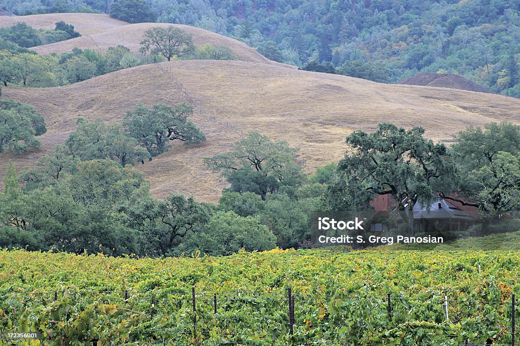 Wine Country Scenic - Foto de stock de Agricultura royalty-free