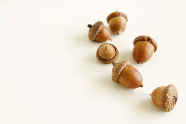 istock Acorns pattern on white background with copy space. Autumn backdrop. Poster 1723560060